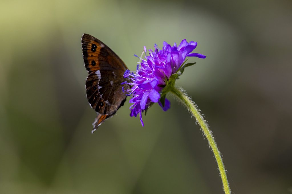 Weißbindigen Mohrenfalter_Wiesen-Flockenblume