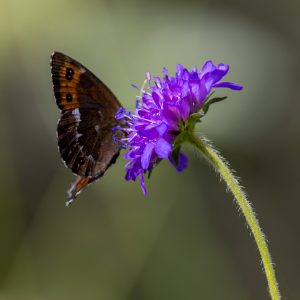 Weißbindigen Mohrenfalter_Wiesen-Flockenblume