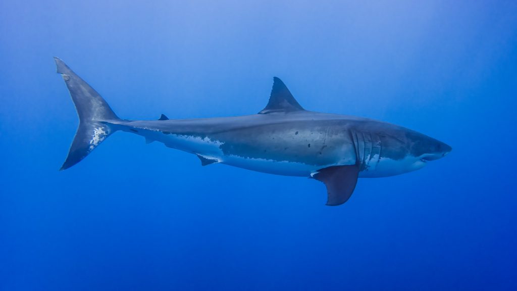 White Shark Isla Guadalupe V1