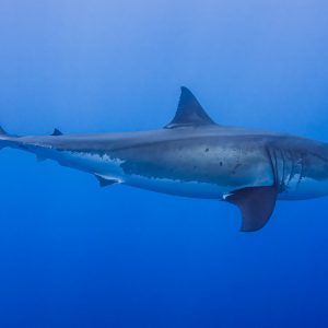 White Shark Isla Guadalupe V1