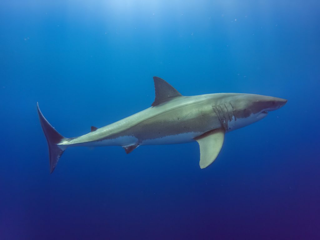 White Shark Isla Guadalupe V2