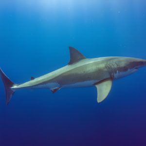White Shark Isla Guadalupe V2