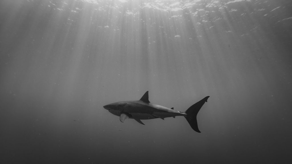 White Shark Isla Guadalupe b:w_1