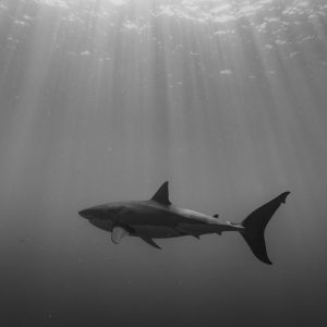 White Shark Isla Guadalupe b:w_1