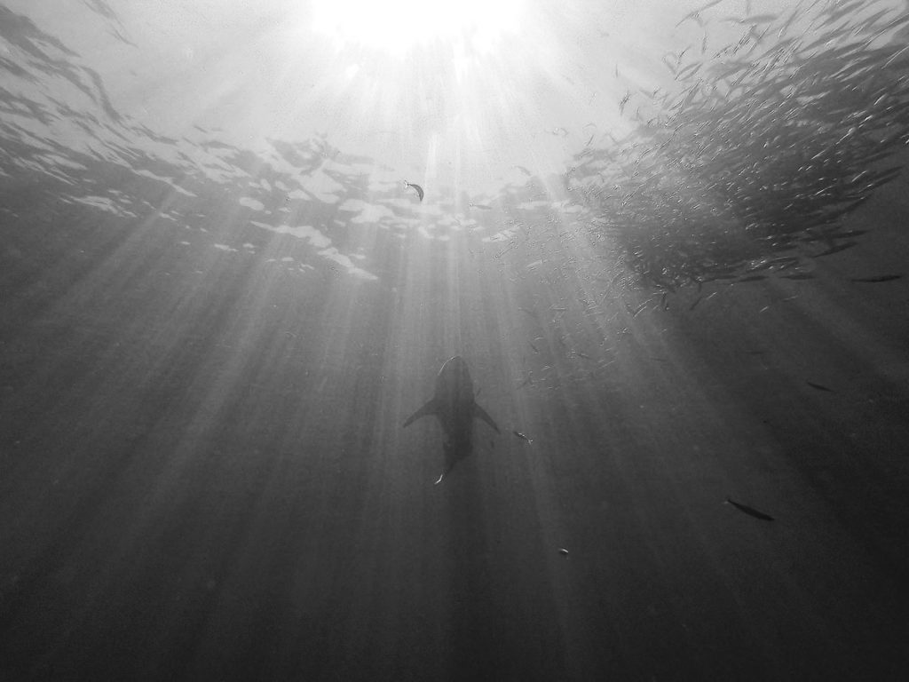 White Shark Isla Guadalupe b:w_2