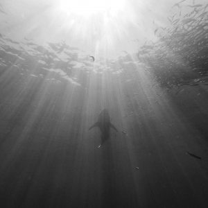 White Shark Isla Guadalupe b:w_2