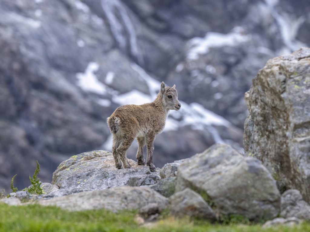 unger Alpensteinbock V2