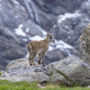 unger Alpensteinbock V2